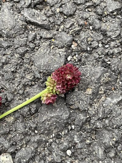 地榆 (dì yú) Sanguisorba officinalis L.