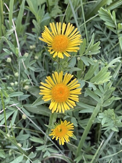 欧亚旋覆花 (ōu yà xuán fù huā) Inula britannica L.
