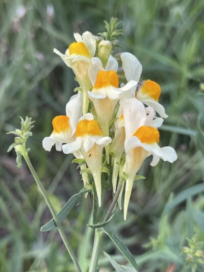 柳穿鱼(liǔ chuān yú)Linaria vulgaris subsp. chinensis (Bunge ex Debeaux) D. Y. Hong